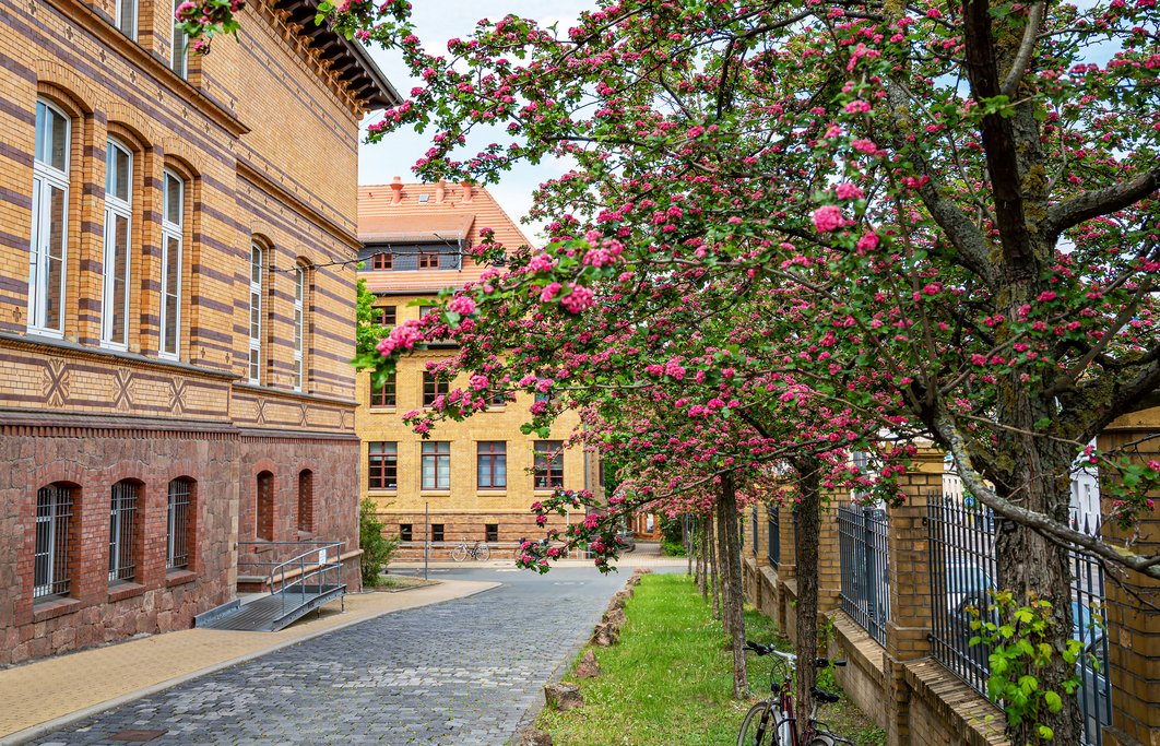 Rechts ist die Seite eines Gebäudes auf dem Medizin-Campus Steintor zu sehen, geradezu im Hintergrund ein weiteres Gebäude. Rechts steht parallel zur Magdeburger Straße eine Reihe pink blühender Zierobstbäume.